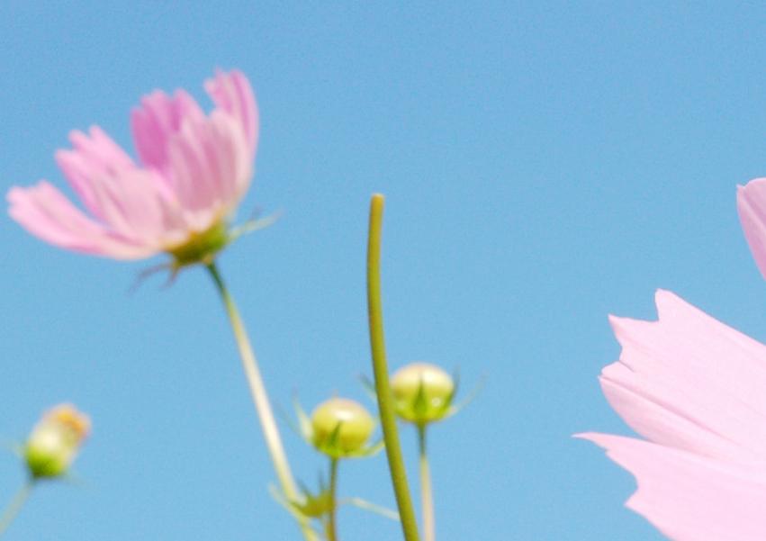 格桑花唯美高清桌面壁纸