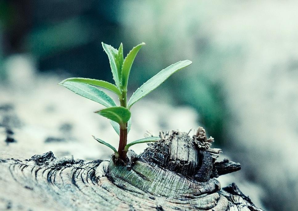 绿色植物嫩芽图片电脑壁纸