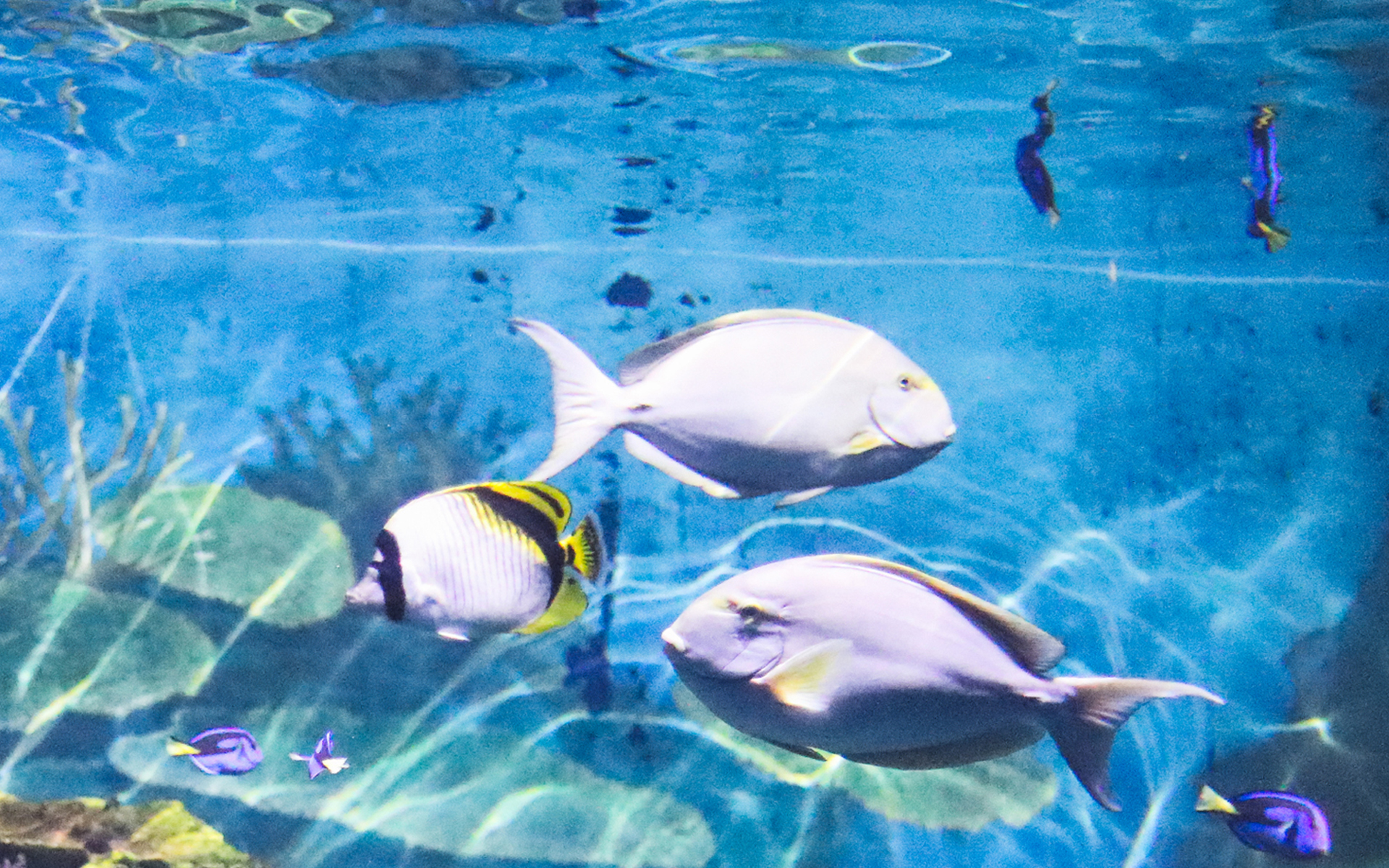 水族馆鱼儿图片高清电脑桌面壁纸