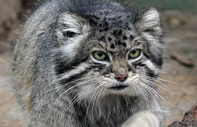 看上去像只猫其实它的名字叫兔狲Otocolobus manul