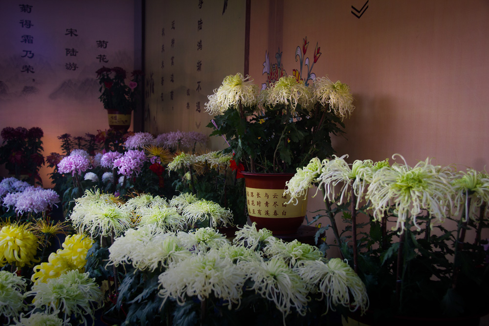 不是花中偏爱菊，此花开尽更无花